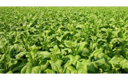 e-liquid composition analysis