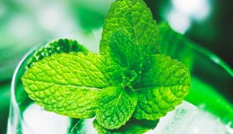 Mint Flavor E-liquid